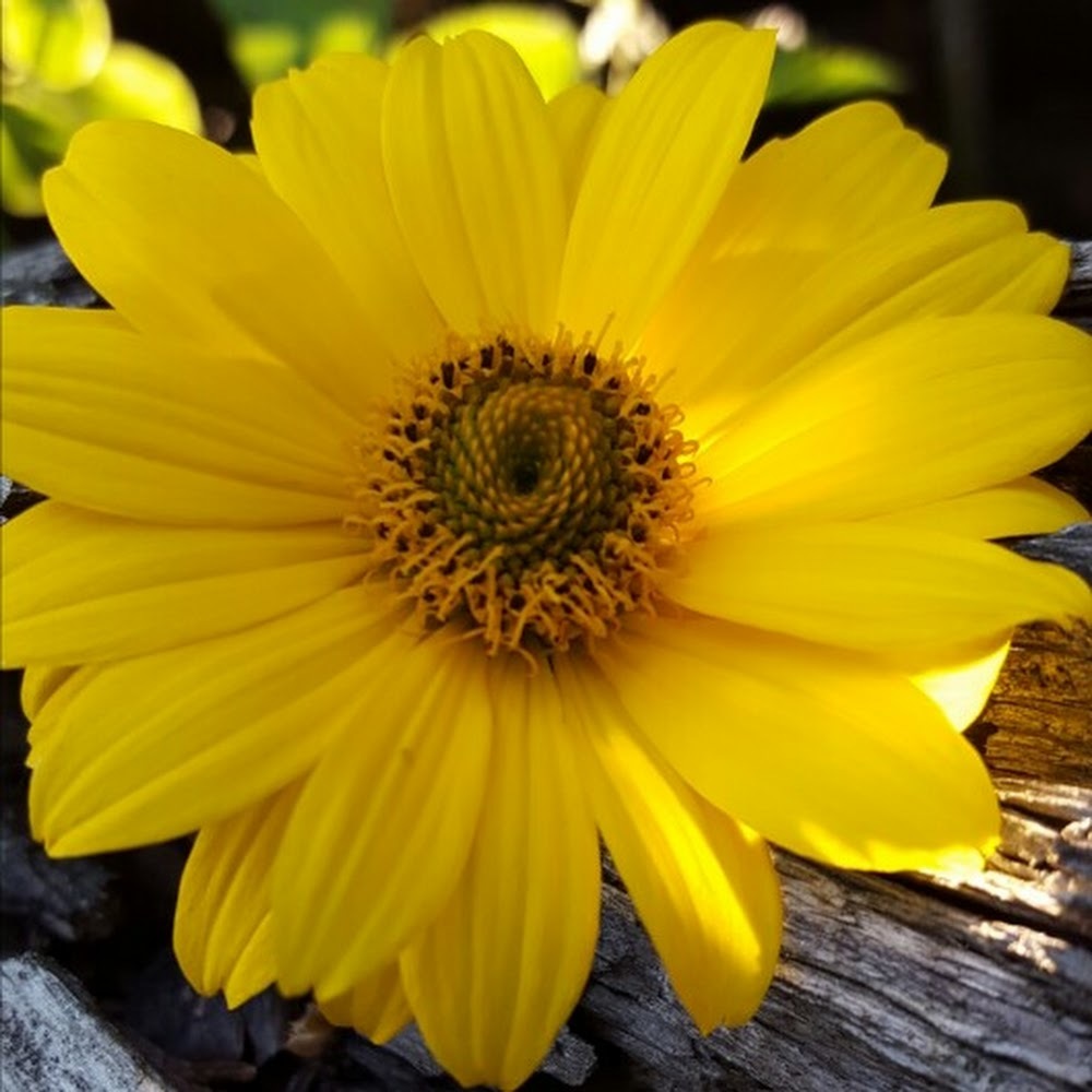 Meet your Posher, Britt